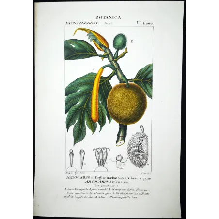 Antique Botanical Print – Pierre Jean François Turpin – Breadfruit Tree  Artocarpus incisa. Antique Botanical Print original ha