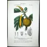 Breadfruit Tree  Artocarpus incisa. Antique Botanical Print original hand-colored engraving by Turpin,  (c.1835)