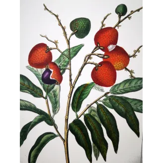 Antique Botanical Print – Pierre Jean François Turpin – Antique Botanical Print original hand-colored engraving by Turpin