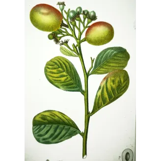Antique Botanical Print – Pierre Jean François Turpin – Antique Botanical Print original hand-colored engraving by Turpin