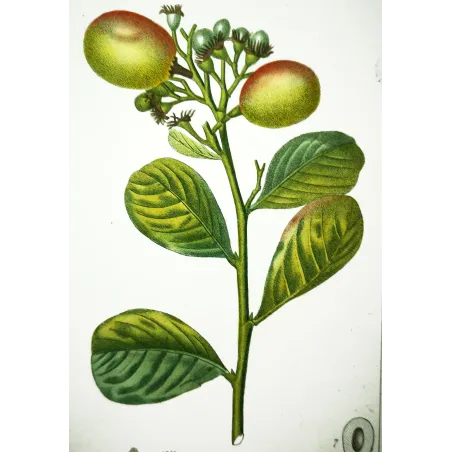 Antique Botanical Print – Pierre Jean François Turpin – Antique Botanical Print original hand-colored engraving by Turpin