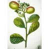 Cocoplum  Chrysobalanus icaco. Antique Botanical Print original hand-colored engraving by Turpin,  (c.1835)