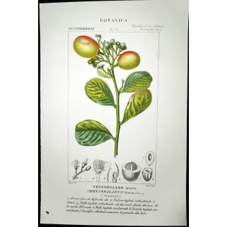 Antique Botanical Print – Pierre Jean François Turpin – Antique Botanical Print original hand-colored engraving by Turpin