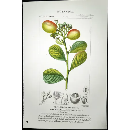 Antique Botanical Print – Pierre Jean François Turpin – Antique Botanical Print original hand-colored engraving by Turpin