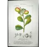 Cocoplum  Chrysobalanus icaco. Antique Botanical Print original hand-colored engraving by Turpin,  (c.1835)