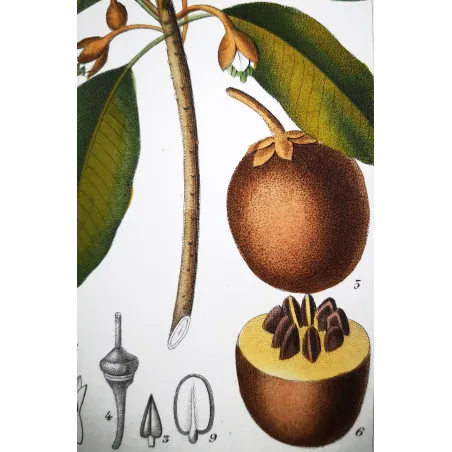 Antique Botanical Print – Pierre Jean François Turpin – Common Sapota  Achras sapota. Antique Botanical Print original hand-col