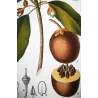 Common Sapota  Achras sapota. Antique Botanical Print original hand-colored engraving by Turpin,  (c.1835)