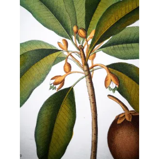 Antique Botanical Print – Pierre Jean François Turpin – Common Sapota  Achras sapota. Antique Botanical Print original hand-col