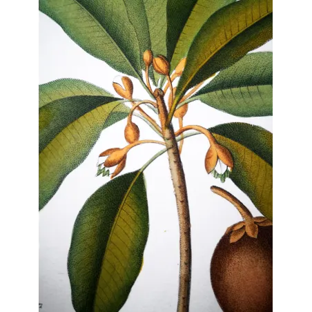 Antique Botanical Print – Pierre Jean François Turpin – Common Sapota  Achras sapota. Antique Botanical Print original hand-col