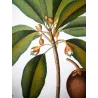 Common Sapota  Achras sapota. Antique Botanical Print original hand-colored engraving by Turpin,  (c.1835)