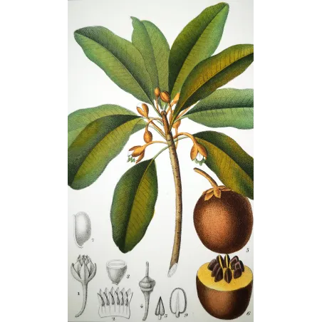 Antique Botanical Print – Pierre Jean François Turpin – Common Sapota  Achras sapota. Antique Botanical Print original hand-col