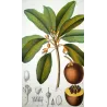 Common Sapota  Achras sapota. Antique Botanical Print original hand-colored engraving by Turpin,  (c.1835)