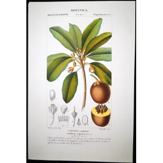 Antique Botanical Print – Pierre Jean François Turpin – Common Sapota  Achras sapota. Antique Botanical Print original hand-col