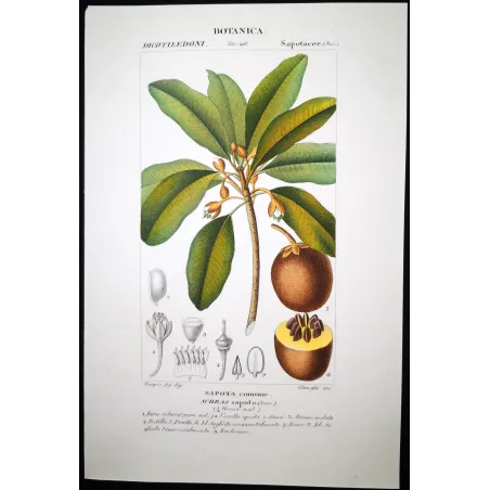 Antique Botanical Print – Pierre Jean François Turpin – Common Sapota  Achras sapota. Antique Botanical Print original hand-col