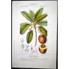 Common Sapota  Achras sapota. Antique Botanical Print original hand-colored engraving by Turpin,  (c.1835)