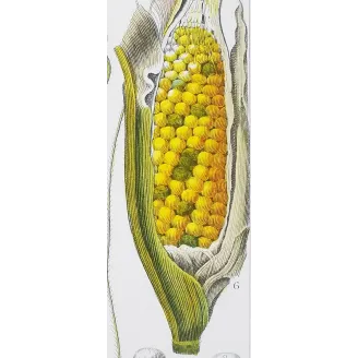 Antique Botanical Print – Pierre Jean François Turpin – Maize or Indian Corn  *Zea mays* set of 2 - Original hand-colored engra