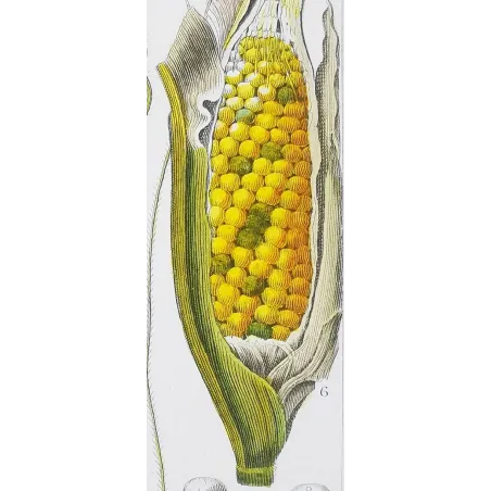 Antique Botanical Print – Pierre Jean François Turpin – Maize or Indian Corn  *Zea mays* set of 2 - Original hand-colored engra