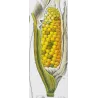 Maize or Indian Corn  *Zea mays* set of 2 - Original hand-colored engraving by Turpin, Antique Botanical Print (c.1835)