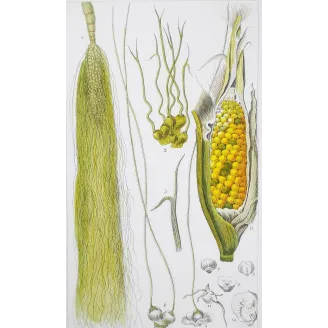 Antique Botanical Print – Pierre Jean François Turpin – Maize or Indian Corn  *Zea mays* set of 2 - Original hand-colored engra