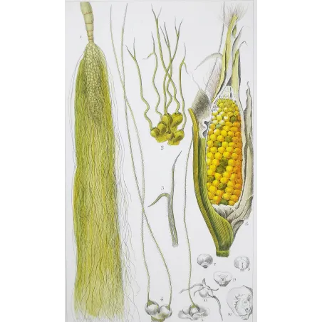 Antique Botanical Print – Pierre Jean François Turpin – Maize or Indian Corn  *Zea mays* set of 2 - Original hand-colored engra