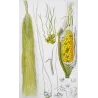 Maize or Indian Corn  *Zea mays* set of 2 - Original hand-colored engraving by Turpin, Antique Botanical Print (c.1835)