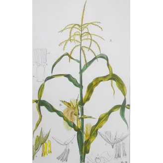 Antique Botanical Print – Pierre Jean François Turpin – Maize or Indian Corn  *Zea mays* set of 2 - Original hand-colored engra