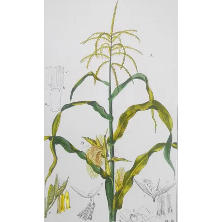 Antique Botanical Print – Pierre Jean François Turpin – Maize or Indian Corn  *Zea mays* set of 2 - Original hand-colored engra