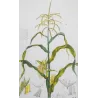 Maize or Indian Corn  *Zea mays* set of 2 - Original hand-colored engraving by Turpin, Antique Botanical Print (c.1835)