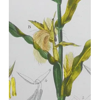 Antique Botanical Print – Pierre Jean François Turpin – Maize or Indian Corn  *Zea mays* set of 2 - Original hand-colored engra
