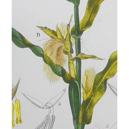 Antique Botanical Print – Pierre Jean François Turpin – Maize or Indian Corn  *Zea mays* set of 2 - Original hand-colored engra