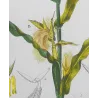 Maize or Indian Corn  *Zea mays* set of 2 - Original hand-colored engraving by Turpin, Antique Botanical Print (c.1835)
