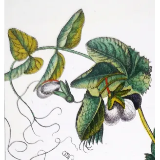 Antique Botanical Print – Pierre Jean François Turpin – Wild Pea  *Pisum arvense* Original hand-colored engraving by Turpin, An