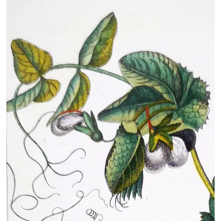Antique Botanical Print – Pierre Jean François Turpin – Wild Pea  *Pisum arvense* Original hand-colored engraving by Turpin, An
