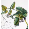Wild Pea  *Pisum arvense* Original hand-colored engraving by Turpin, Antique Botanical Print (c.1835)