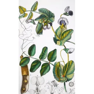 Antique Botanical Print – Pierre Jean François Turpin – Wild Pea  *Pisum arvense* Original hand-colored engraving by Turpin, An