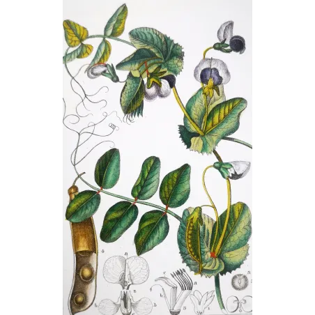 Antique Botanical Print – Pierre Jean François Turpin – Wild Pea  *Pisum arvense* Original hand-colored engraving by Turpin, An