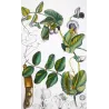 Wild Pea  *Pisum arvense* Original hand-colored engraving by Turpin, Antique Botanical Print (c.1835)