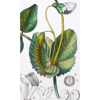 Antique Botanical Print – Pierre Jean François Turpin – Wild Pea  *Pisum arvense* Original hand-colored engraving by Turpin, An