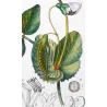 Wild Pea  *Pisum arvense* Original hand-colored engraving by Turpin, Antique Botanical Print (c.1835)