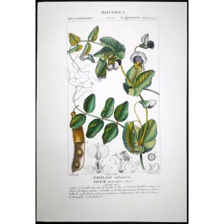 Antique Botanical Print – Pierre Jean François Turpin – Wild Pea  *Pisum arvense* Original hand-colored engraving by Turpin, An