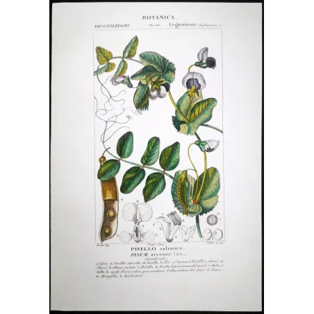 Antique Botanical Print – Pierre Jean François Turpin – Wild Pea  *Pisum arvense* Original hand-colored engraving by Turpin, An
