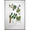 Wild Pea  *Pisum arvense* Original hand-colored engraving by Turpin, Antique Botanical Print (c.1835)