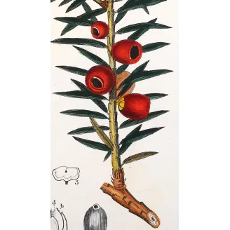 Antique Botanical Print – Pierre Jean François Turpin – European Yew  *Taxus baccata* Original hand-colored engraving by Turpin