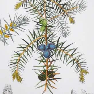 Antique Botanical Print – Pierre Jean François Turpin – Juniper