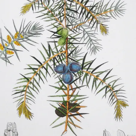 Antique Botanical Print – Pierre Jean François Turpin – Juniper