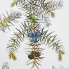 Juniper (*Juniperus communis*) Original hand-colored engraving by Turpin,  Antique  Botanical Print (c.1835)