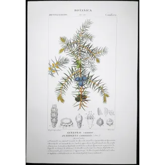 Antique Botanical Print – Pierre Jean François Turpin – Juniper