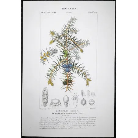 Antique Botanical Print – Pierre Jean François Turpin – Juniper