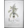 Juniper (*Juniperus communis*) Original hand-colored engraving by Turpin,  Antique  Botanical Print (c.1835)