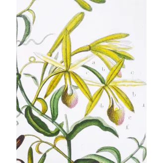 Antique Print by Pierre Jean François Turpin – Vanilla (Vanilla aromatica)